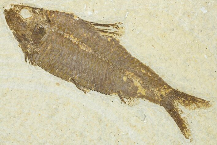 Detailed Fossil Fish (Knightia) - Wyoming #320290